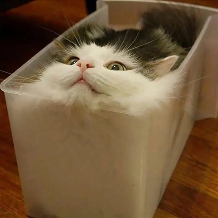 40 Gatos en lugares insólitos, compartidos en esta cuenta de Twitter