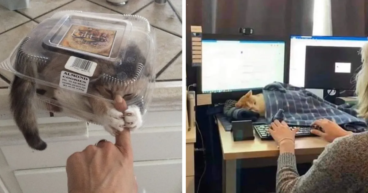 40 Gatos en lugares insólitos, compartidos en esta cuenta de Twitter