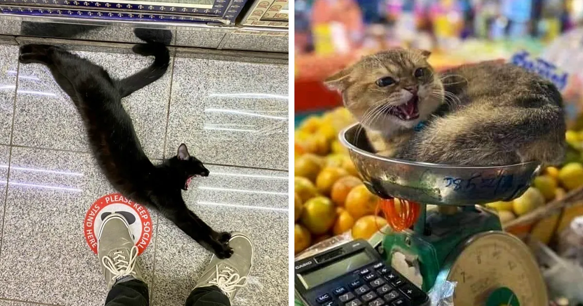 Esta cuenta de Twitter colecciona fotos de gatos en tiendecitas actuando como si fueran los dueños (50 fotos nuevas)