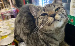 This Twitter Account Collects Photos Of Cats In Small Shops Looking Like They Own The Place (50 New Pics)