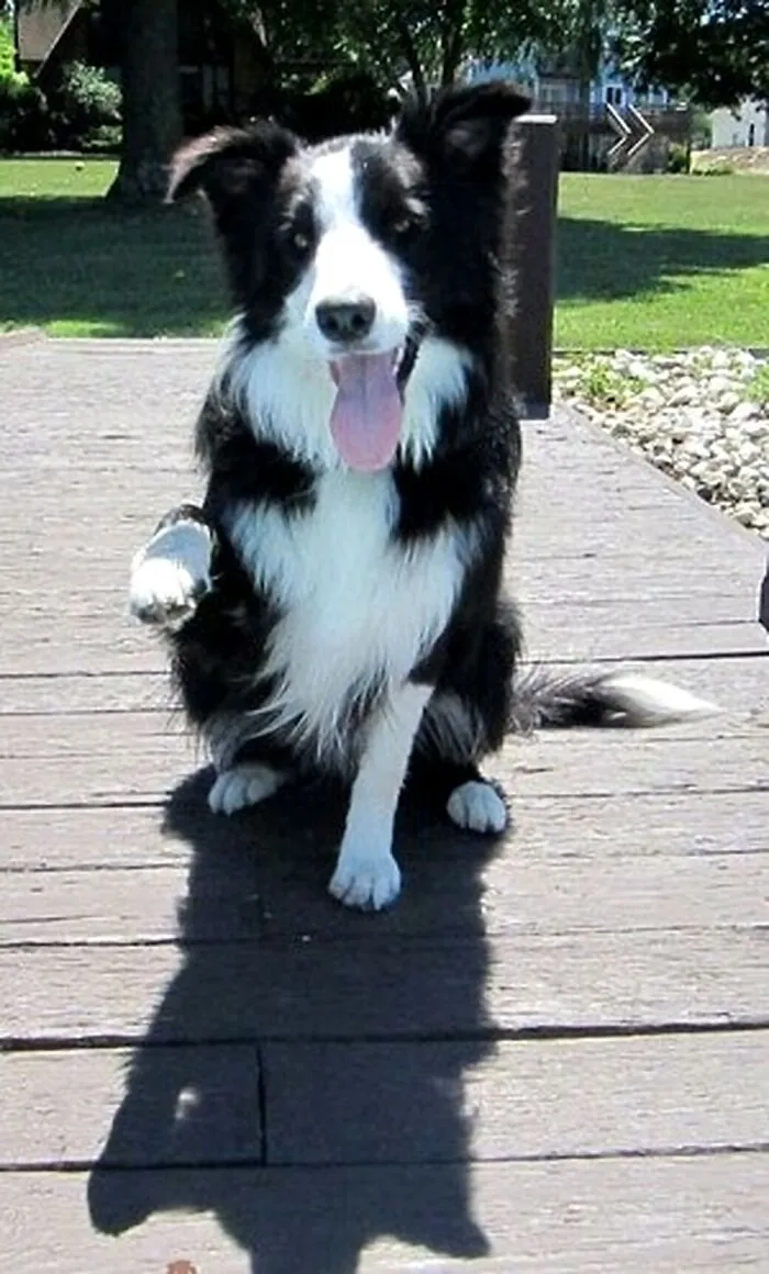 Choco Chip, My Border Collie