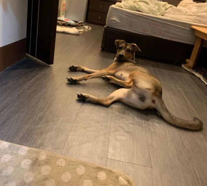 “What Is The Stupidest Thing You’ve Seen Your Pet Do?” (40 Answers)