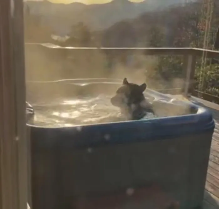 Un oso sinvergüenza tomó un baño en el jacuzzi del patio trasero de alguien