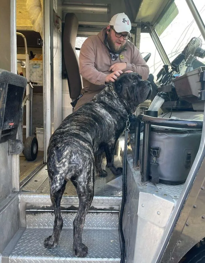 35 Conductores de UPS que se encontraron perros en sus rutas y compartieron las fotos en este grupo (Nuevas imágenes)