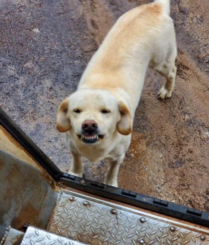 35 Conductores de UPS que se encontraron perros en sus rutas y compartieron las fotos en este grupo (Nuevas imágenes)