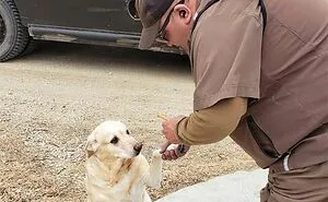 35 Times UPS Drivers Were Lucky To Meet Dogs On Their Routes And Shared The Pics On This Group (New Pics)