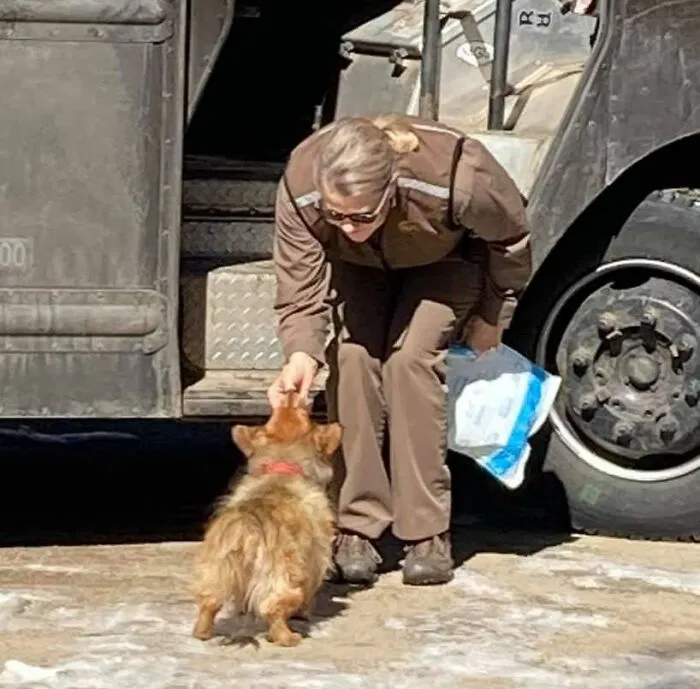 35 Conductores de UPS que se encontraron perros en sus rutas y compartieron las fotos en este grupo (Nuevas imágenes)