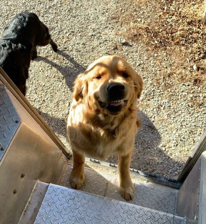 35 Times UPS Drivers Were Lucky To Meet Dogs On Their Routes And Shared The Pics On This Group (New Pics)