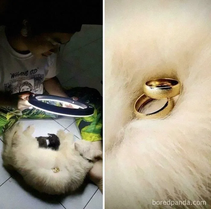 Un gato ayuda a su dueña a vender joyas