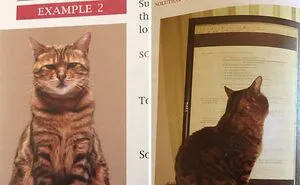 This Online Group Is Dedicated To Cats With Jobs, And Here Are 38 Of Them