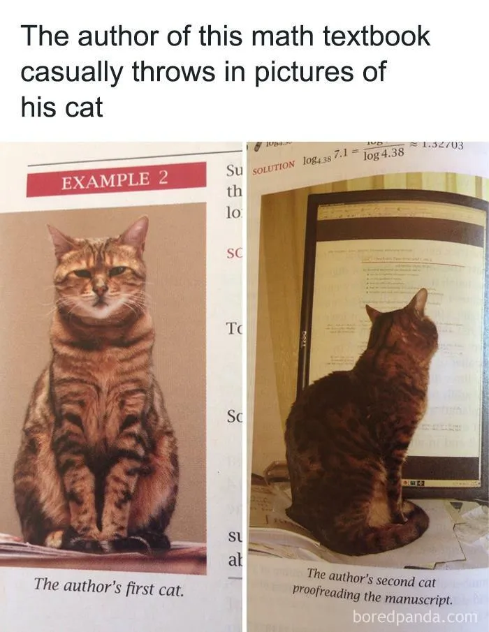 Academe Cat Portraying For, And Proofreading Book