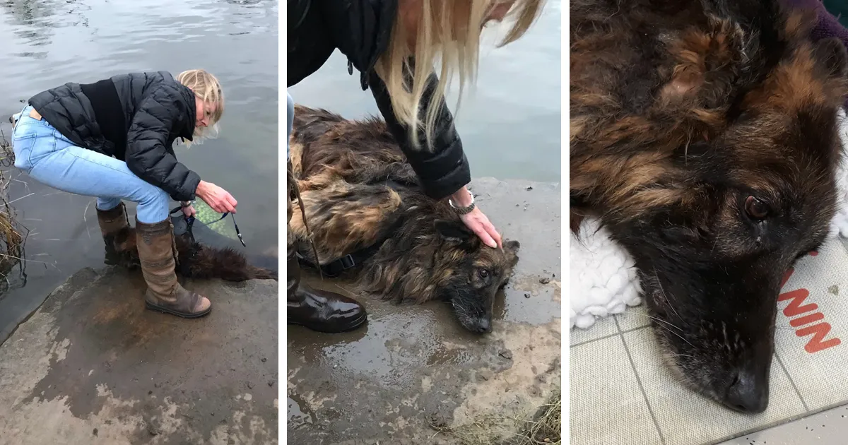 Rescatan a un pastor alemán que pasó horas atado a una roca en el agua helada, y ya tiene una nueva familia