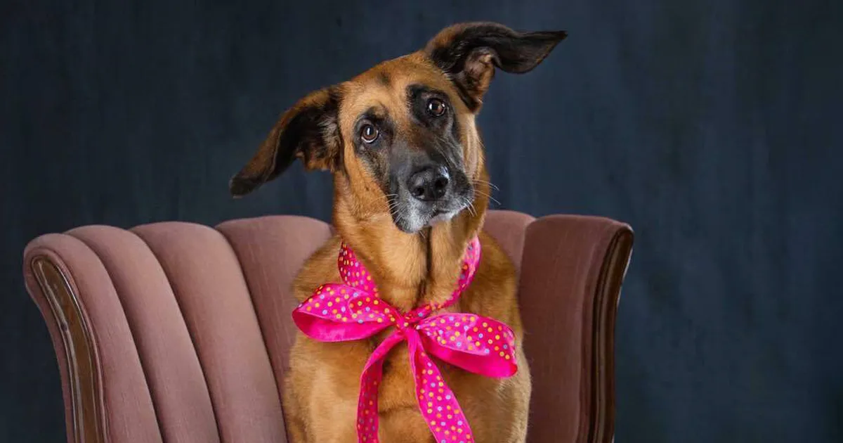 People Are In Love With This Rescue Dog That Looks Like Baby Yoda