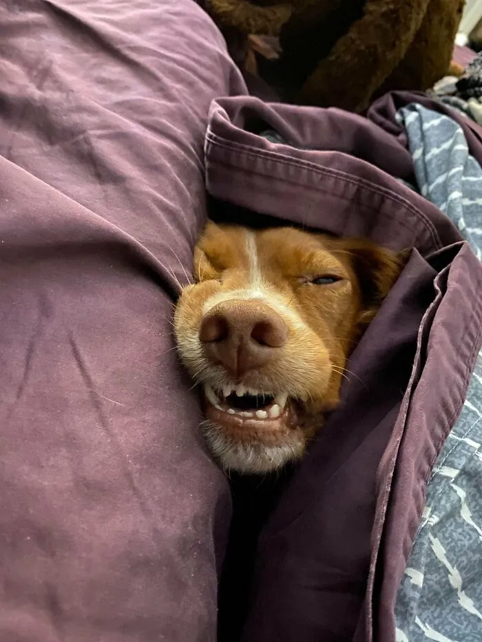 Found Her Sleeping Like This As I Left For Work
