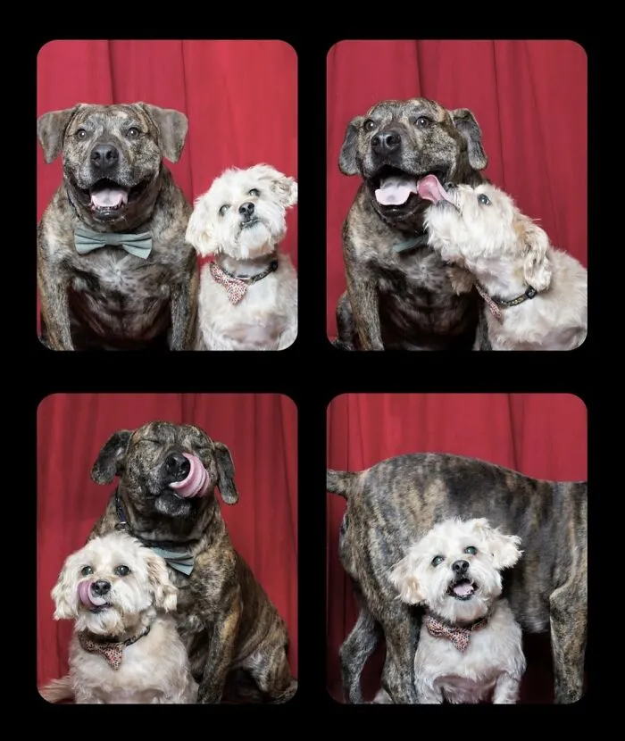 Photographer Puts Dogs In A Special Photobooth And Captures Their Reactions (30 Pics)