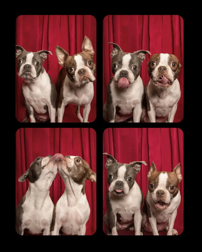 Photographer Puts Dogs In A Special Photobooth And Captures Their Reactions (30 Pics)