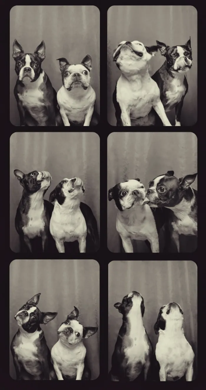 Photographer Puts Dogs In A Special Photobooth And Captures Their Reactions (30 Pics)
