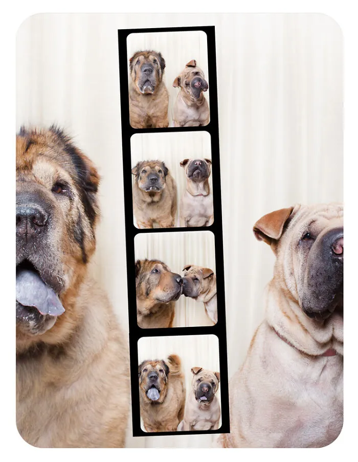 Photographer Puts Dogs In A Special Photobooth And Captures Their Reactions (30 Pics)