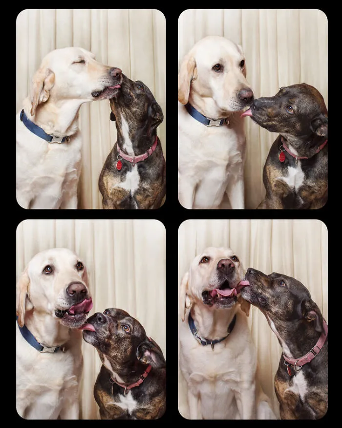 Photographer Puts Dogs In A Special Photobooth And Captures Their Reactions (30 Pics)