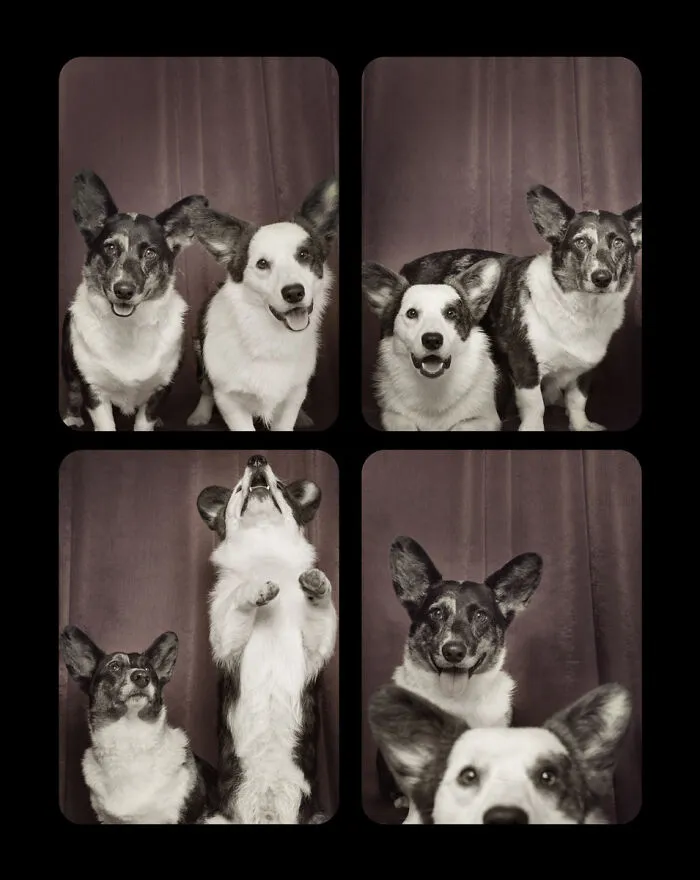 Photographer Puts Dogs In A Special Photobooth And Captures Their Reactions (30 Pics)