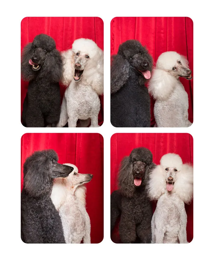 Photographer Puts Dogs In A Special Photobooth And Captures Their Reactions (30 Pics)