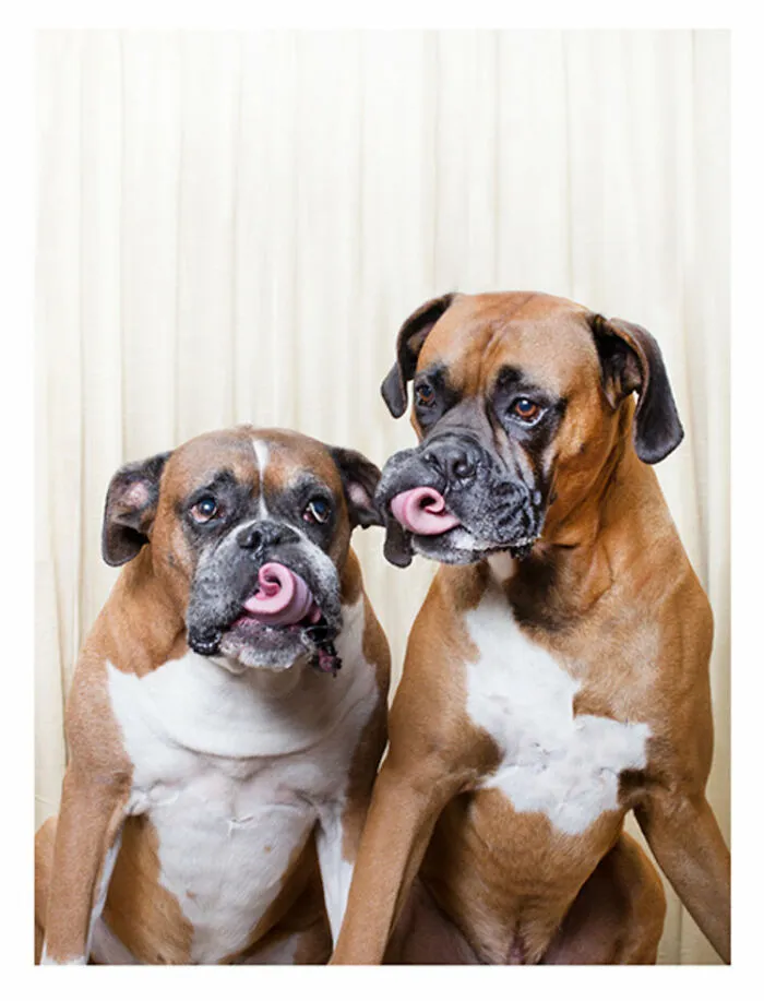 Photographer Puts Dogs In A Special Photobooth And Captures Their Reactions (30 Pics)