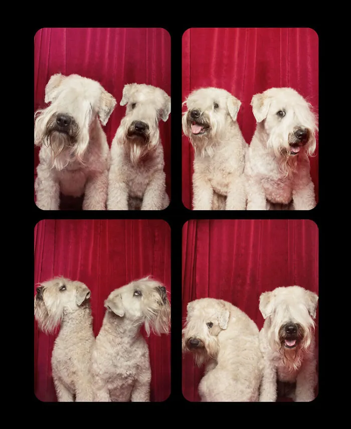 Photographer Puts Dogs In A Special Photobooth And Captures Their Reactions (30 Pics)