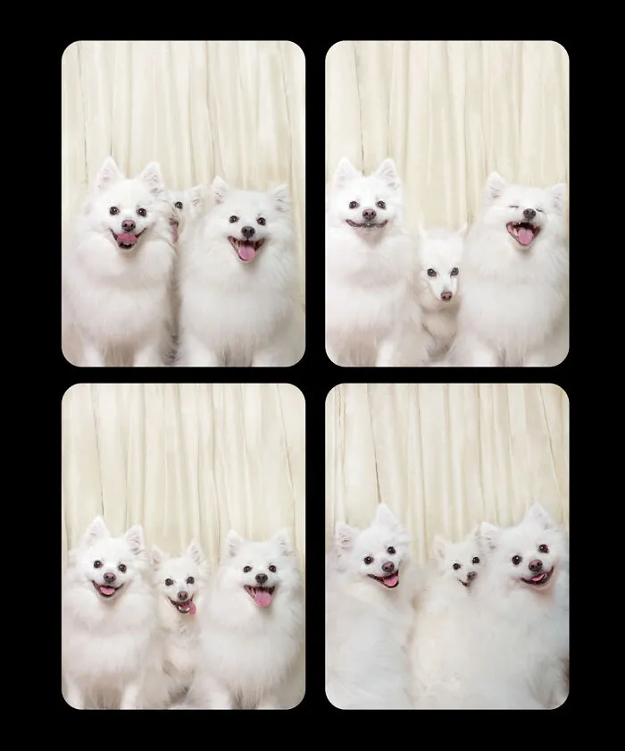 Photographer Puts Dogs In A Special Photobooth And Captures Their Reactions (30 Pics)