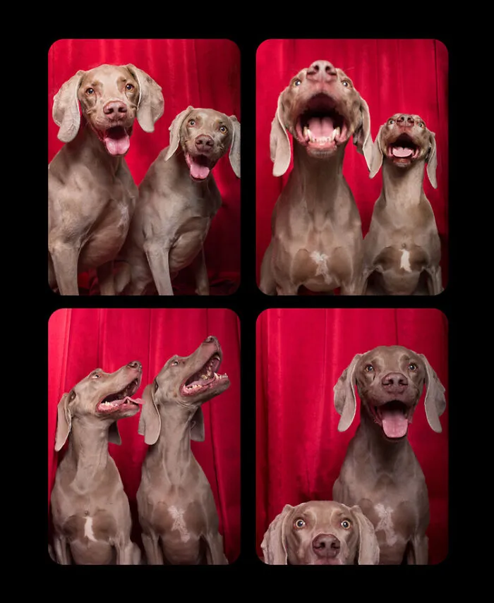 Photographer Puts Dogs In A Special Photobooth And Captures Their Reactions (30 Pics)