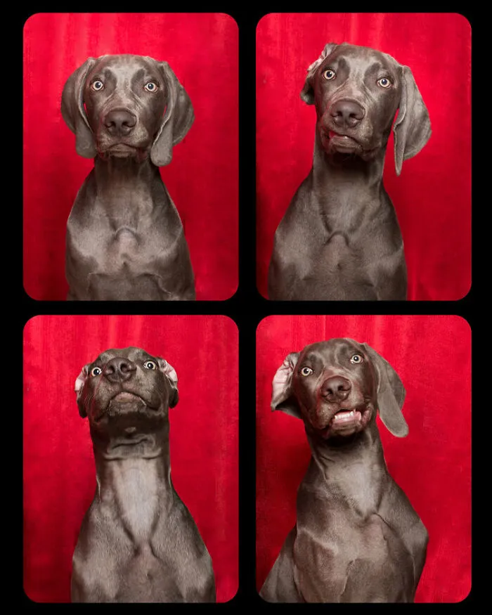 Photographer Puts Dogs In A Special Photobooth And Captures Their Reactions (30 Pics)