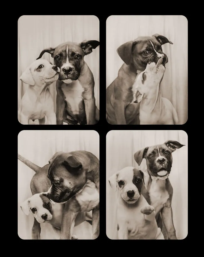 Photographer Puts Dogs In A Special Photobooth And Captures Their Reactions (30 Pics)
