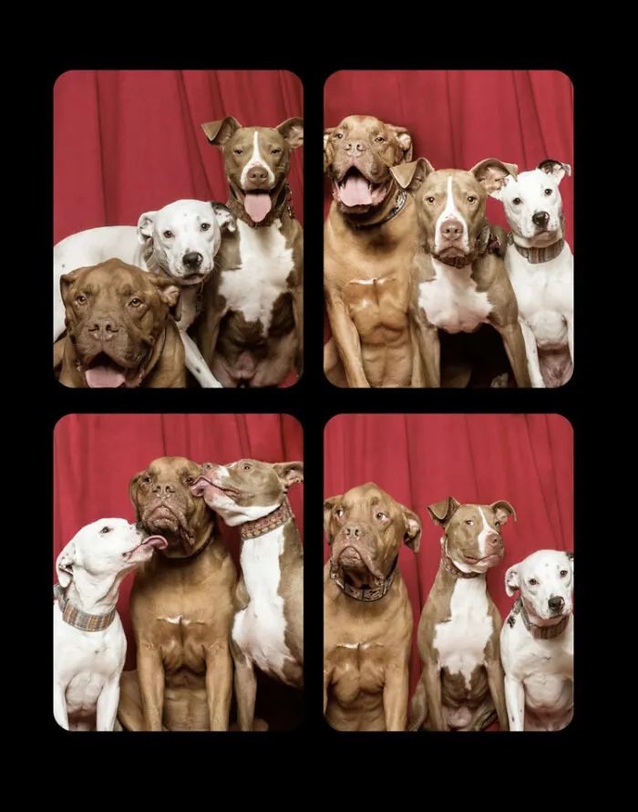 Photographer Puts Dogs In A Special Photobooth And Captures Their Reactions (30 Pics)