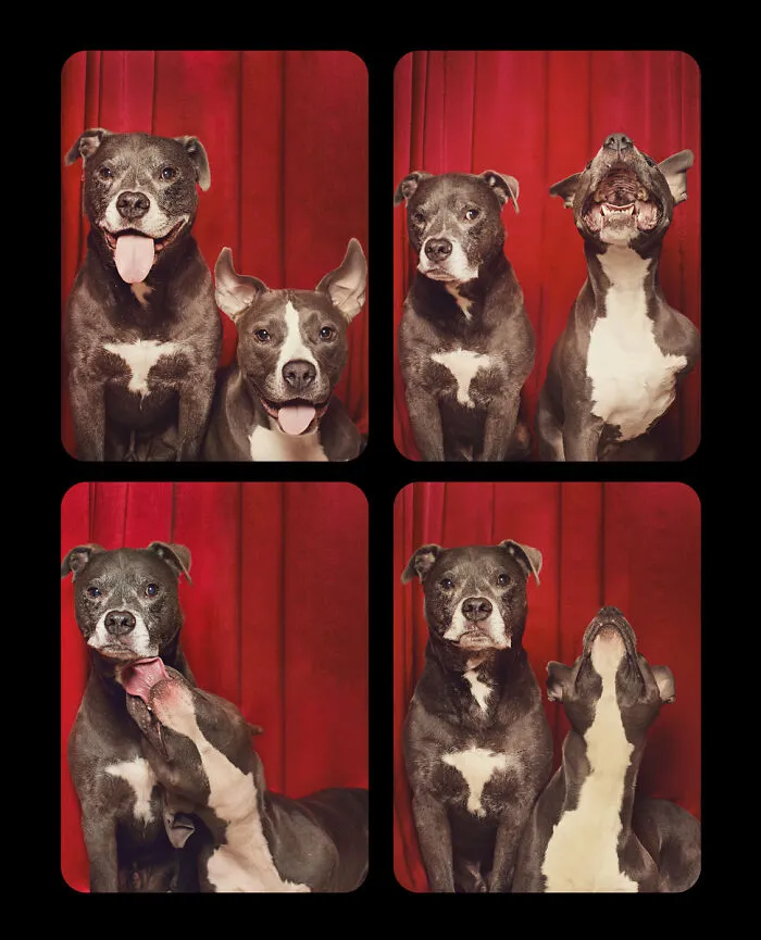 Photographer Puts Dogs In A Special Photobooth And Captures Their Reactions (30 Pics)
