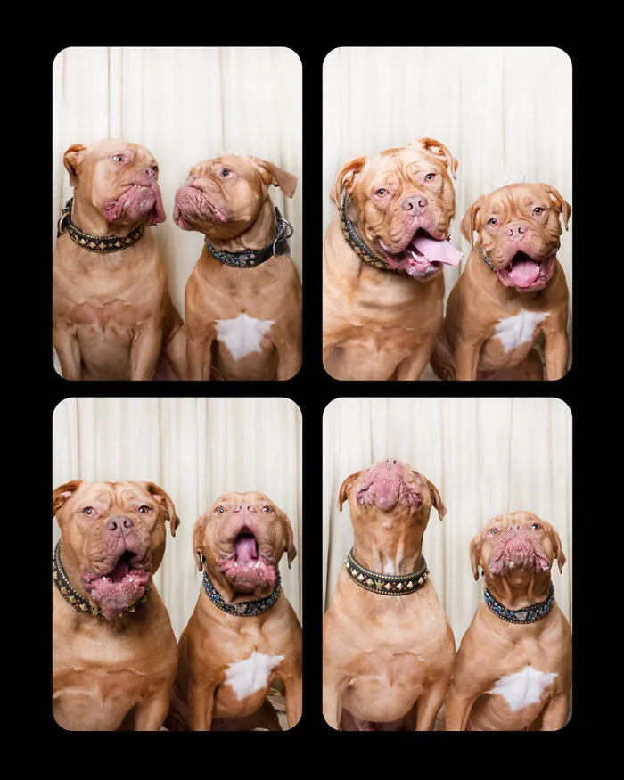 Photographer Puts Dogs In A Special Photobooth And Captures Their Reactions (30 Pics)