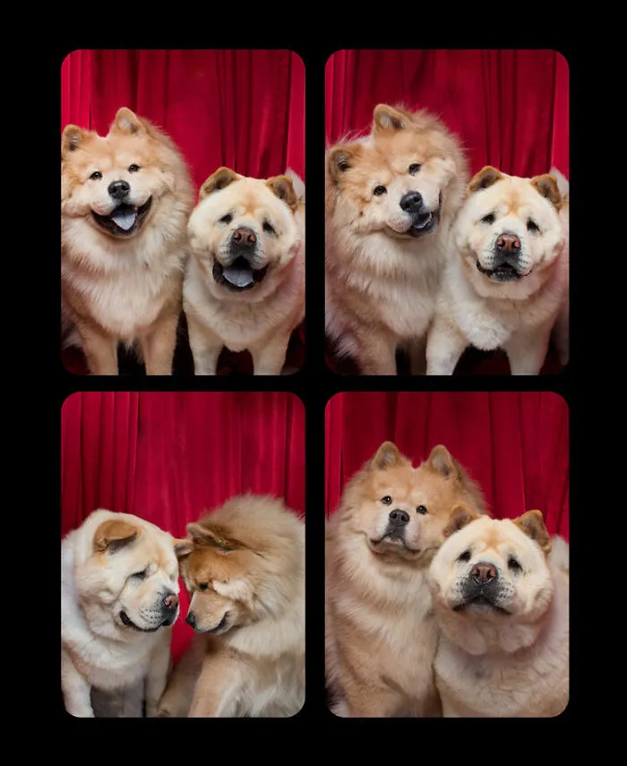 Photographer Puts Dogs In A Special Photobooth And Captures Their Reactions (30 Pics)