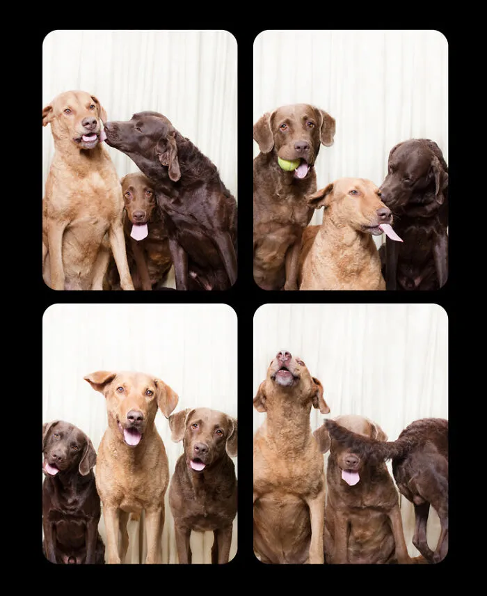 Photographer Puts Dogs In A Special Photobooth And Captures Their Reactions (30 Pics)