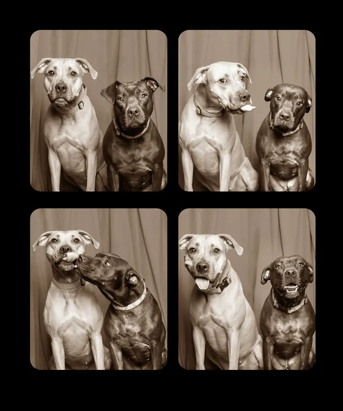 Photographer Puts Dogs In A Special Photobooth And Captures Their Reactions (30 Pics)
