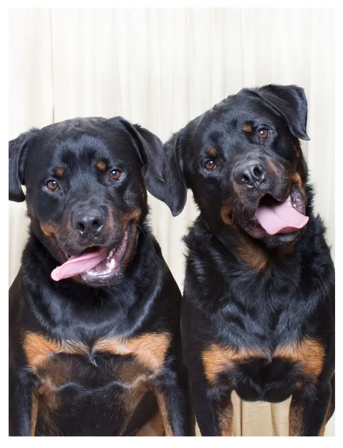 Photographer Puts Dogs In A Special Photobooth And Captures Their Reactions (30 Pics)