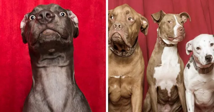 Photographer Puts Dogs In A Special Photobooth And Captures Their Reactions (30 Pics)