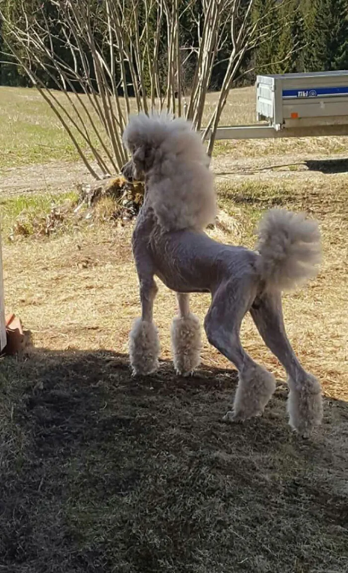 30 Pics Of Dogs With Mullets That Are Making The Internet Confused