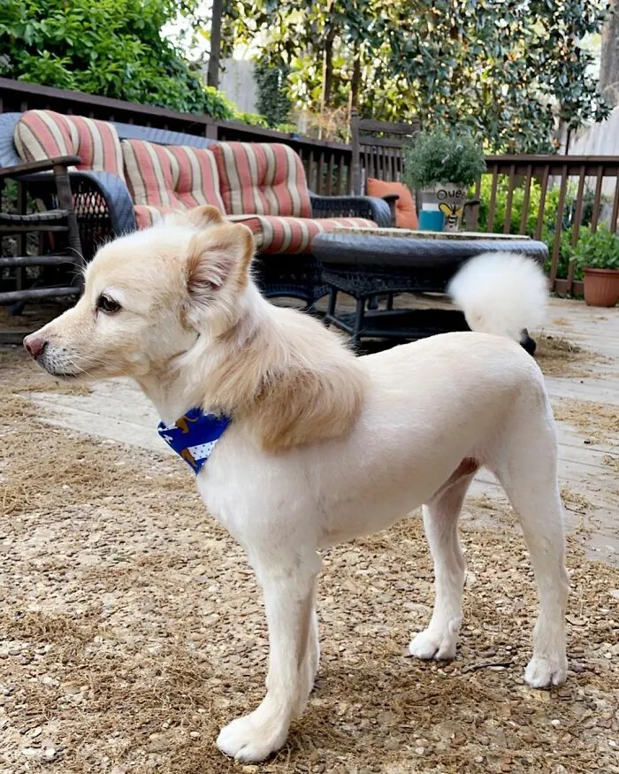 30 Pics Of Dogs With Mullets That Are Making The Internet Confused