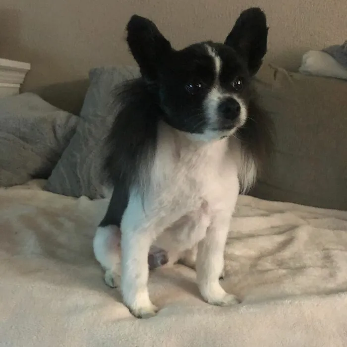 30 Pics Of Dogs With Mullets That Are Making The Internet Confused