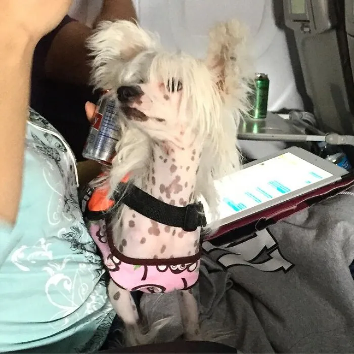 30 Pics Of Dogs With Mullets That Are Making The Internet Confused
