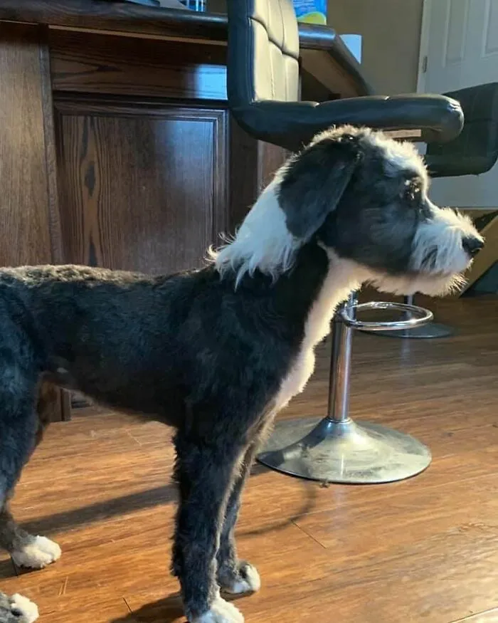 Dog with a mullet hairstyle standing on a wooden floor, beside a bar stool.