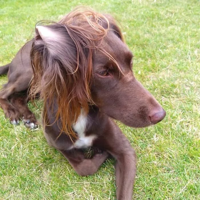 30 Pics Of Dogs With Mullets That Are Making The Internet Confused