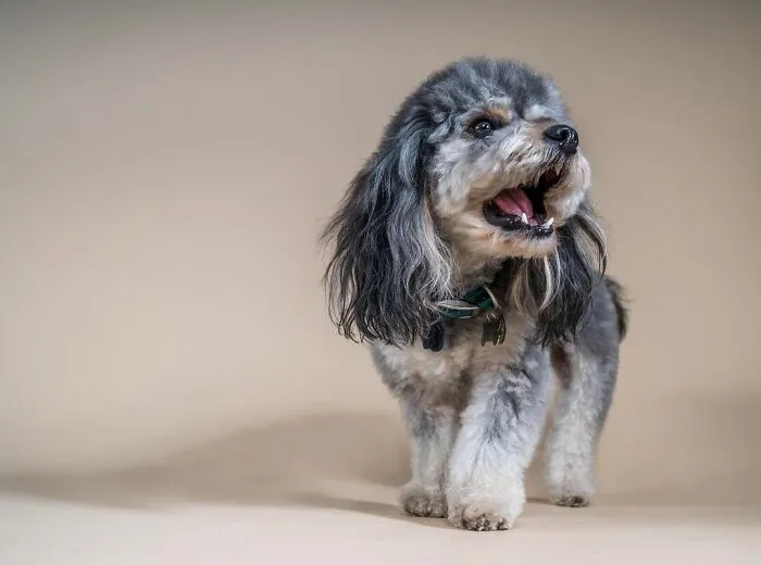 Small dog with a fluffy mullet hairstyle standing on a neutral background.