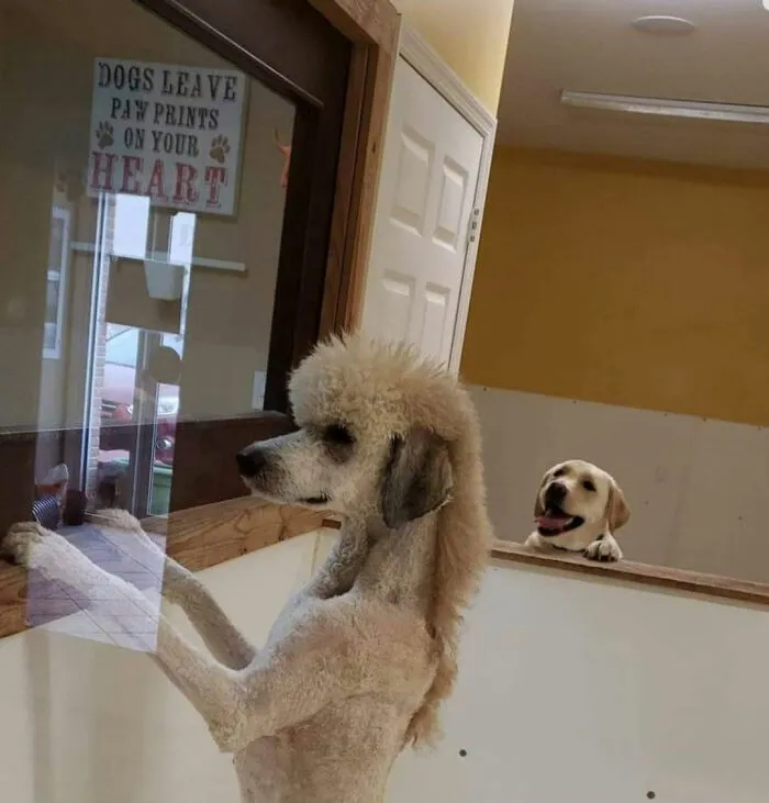 Dog with a mullet at a window, another dog in the background, creating a humorous scene.