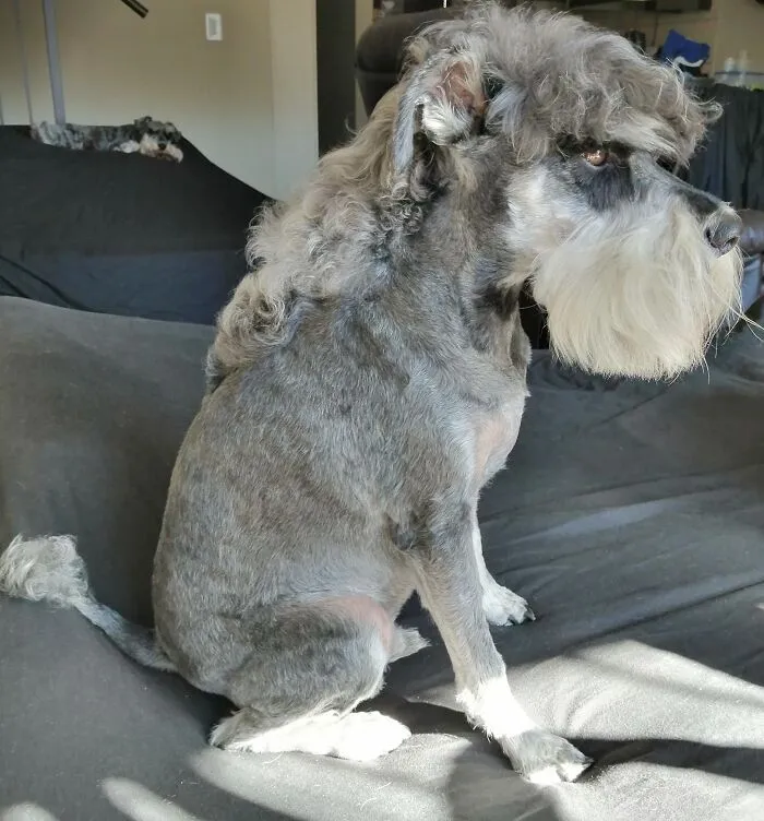 30 Pics Of Dogs With Mullets That Are Making The Internet Confused