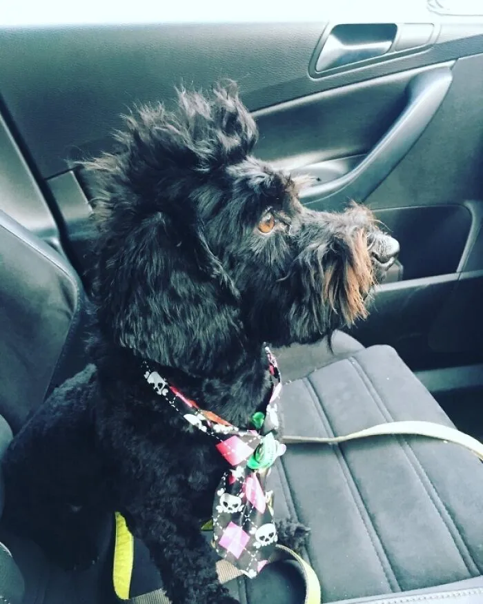 30 Pics Of Dogs With Mullets That Are Making The Internet Confused