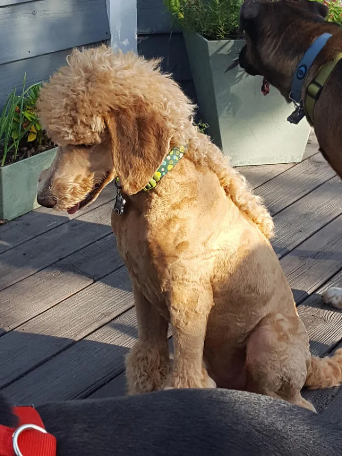 30 Pics Of Dogs With Mullets That Are Making The Internet Confused